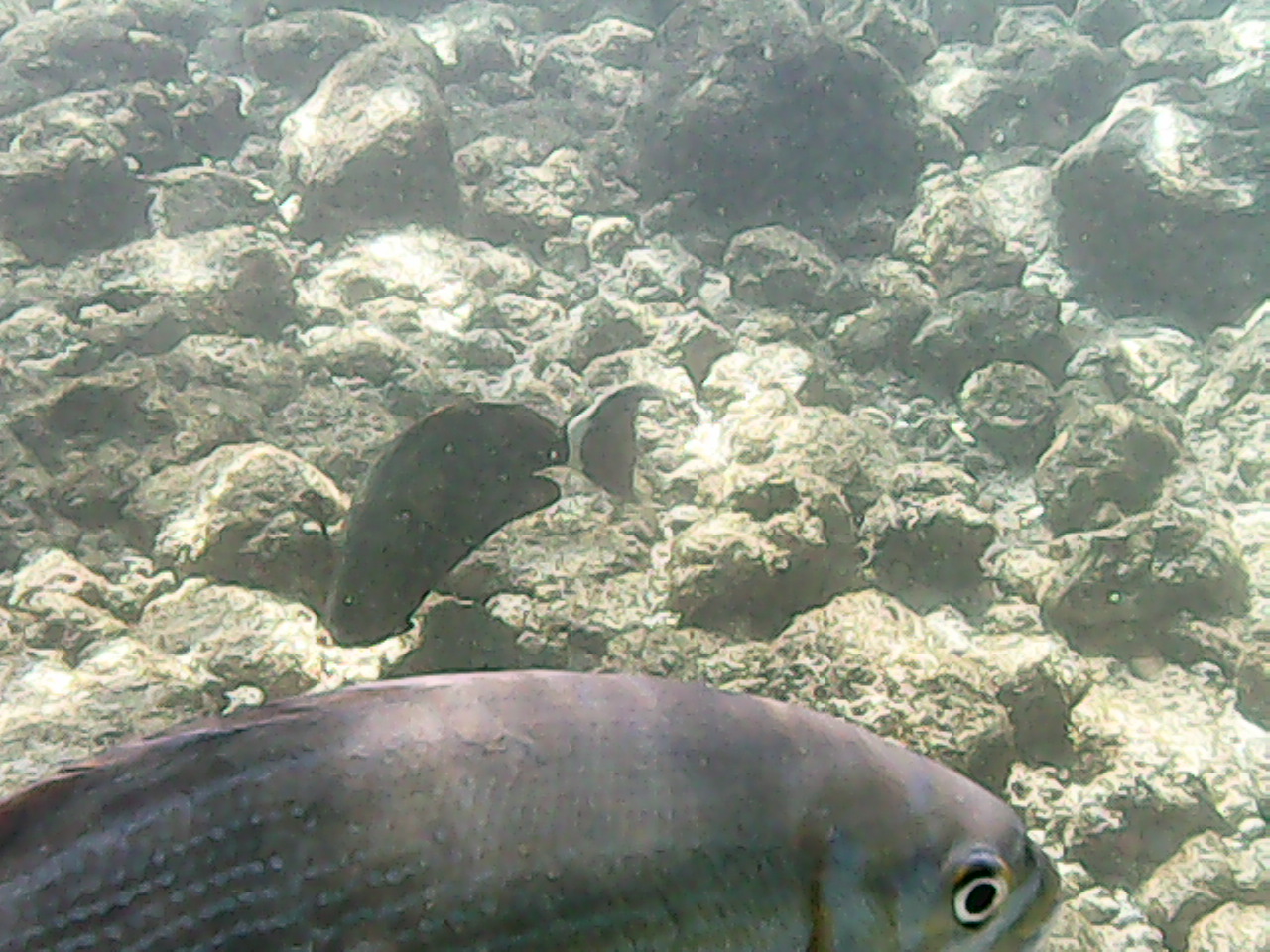 Day 6 snorkeling